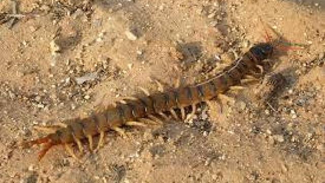 Estos son los animales más peligrosos de España
