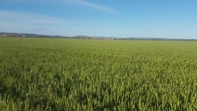 Tierra de regadío en Zamora