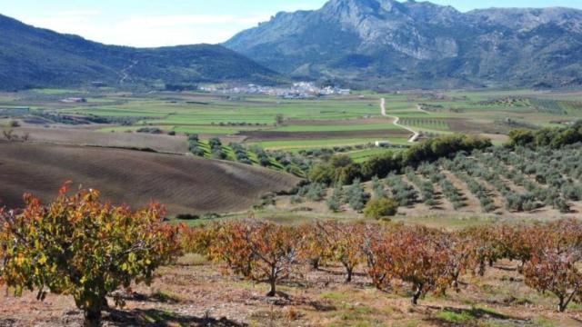 Alfarnate se encuentra rodeada de plantaciones en un paisaje lleno de vida