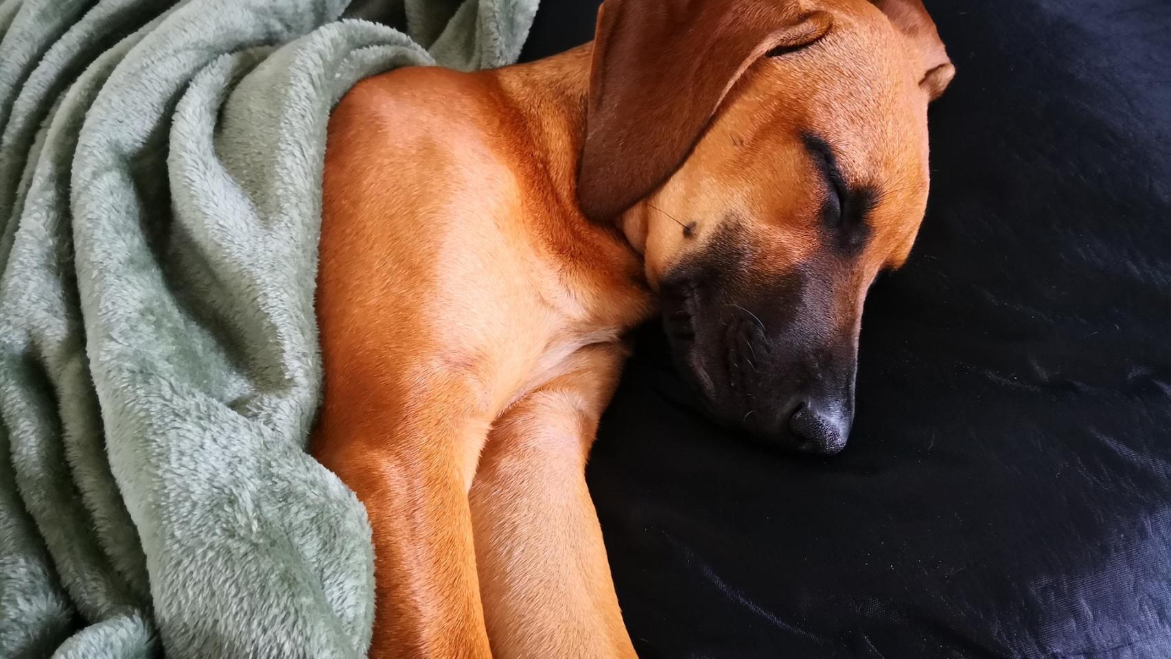 ¿Por qué mi perro me mira mientras duermo?