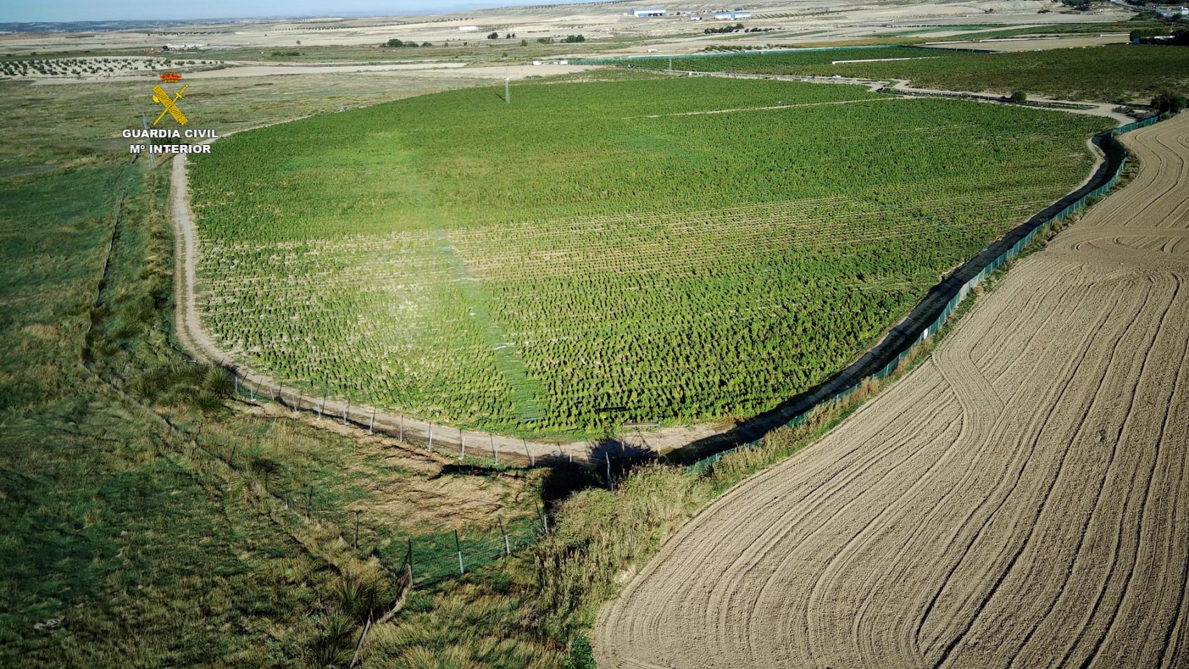 Cultivo ilegal de marihuana en la provincia de Toledo. Fotos: Guardia Civil