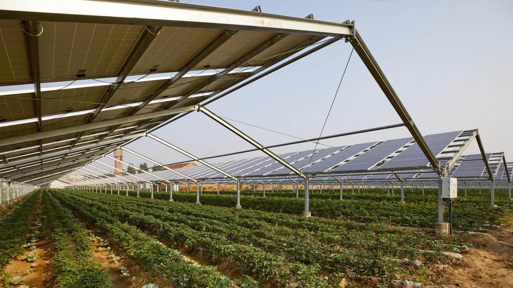 Agrovoltaica, agricultura y energía fotovoltaica de la mano para un campo más limpio y sostenible