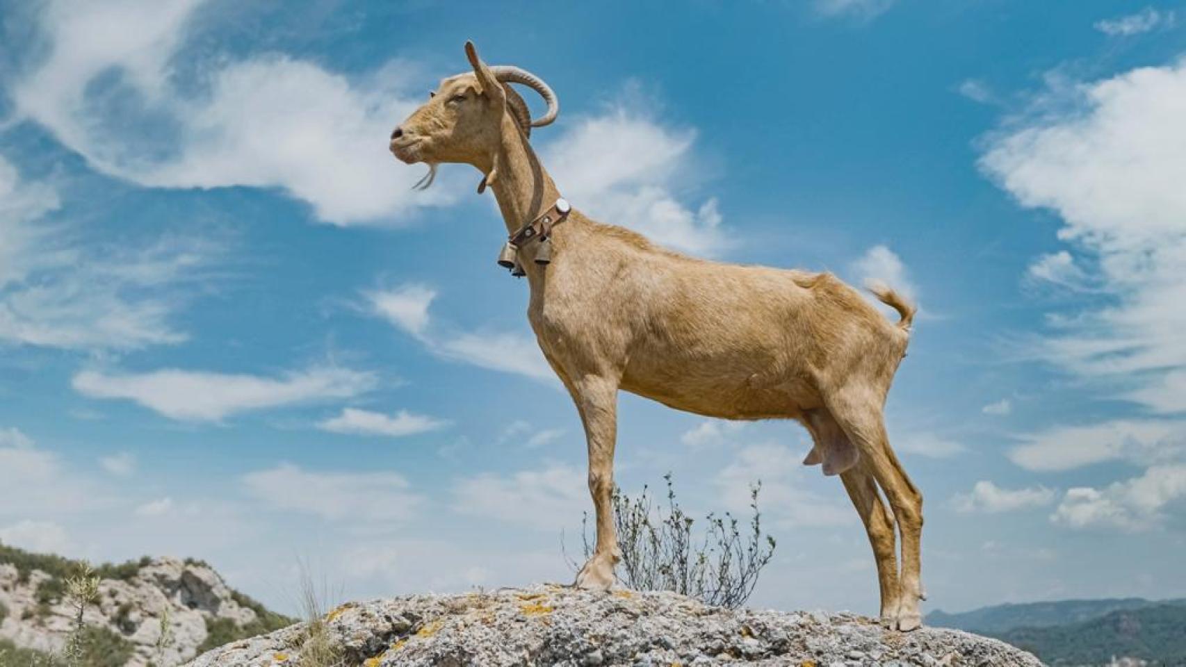 Una cabra montesa