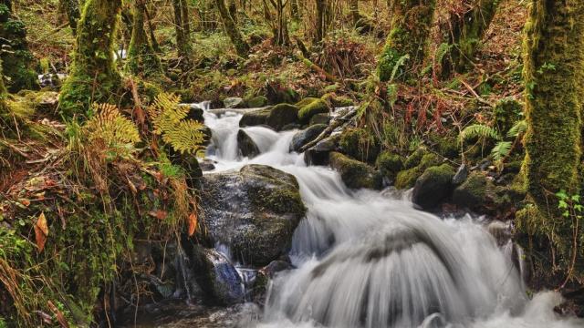 Los mejores bosques en España para hacer Baños de Bosque o ‘Shinrin-Yoku’
