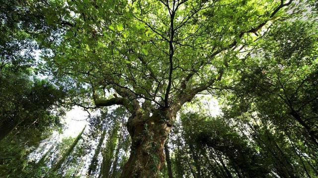 El carballo del Bosque do Banquete de Conxo.