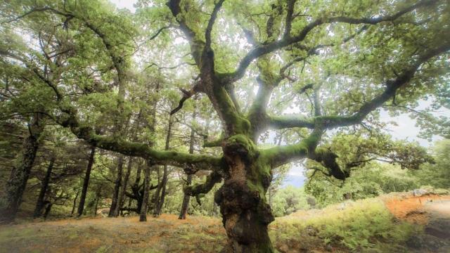 El roble de Los Manaderos en la provincia de Ávila