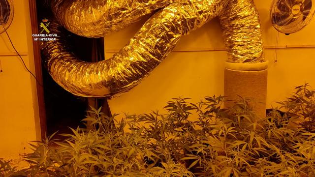 La Guardia Civil ha detenido a 16 personas que se encargaban de producir y enlatar la marihuana.