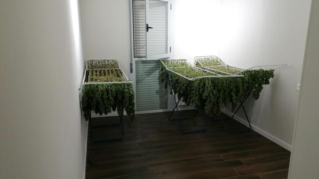 Cuatro detenidos y 31 kilos de marihuana incautados en tres domicilios de Tomelloso