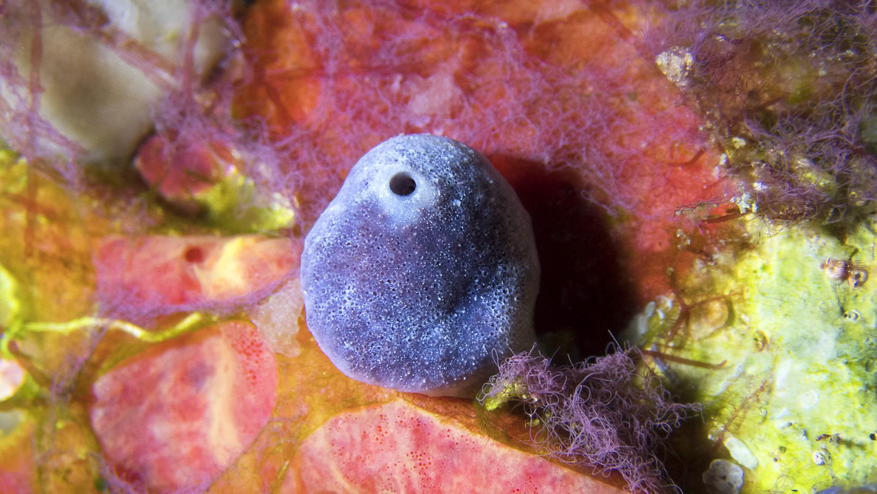 La fotógrafa del mar y las esponjas