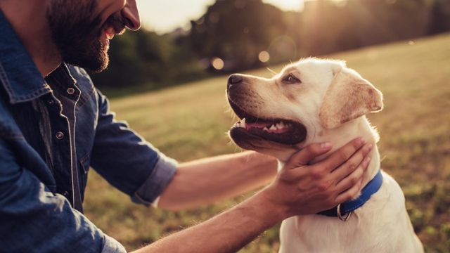 Que nos perdonen los perros, no estamos a su altura
