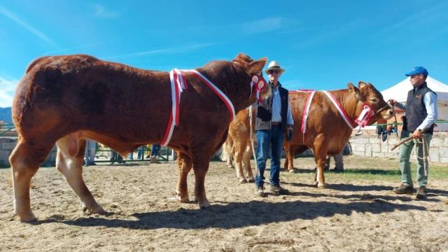 XVI Concurso Regional de Limusín de Castilla y León