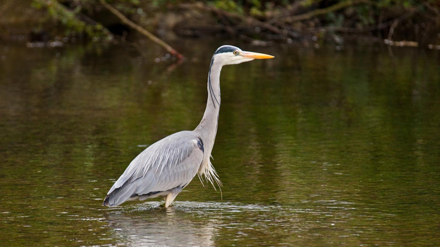 Una garza real.