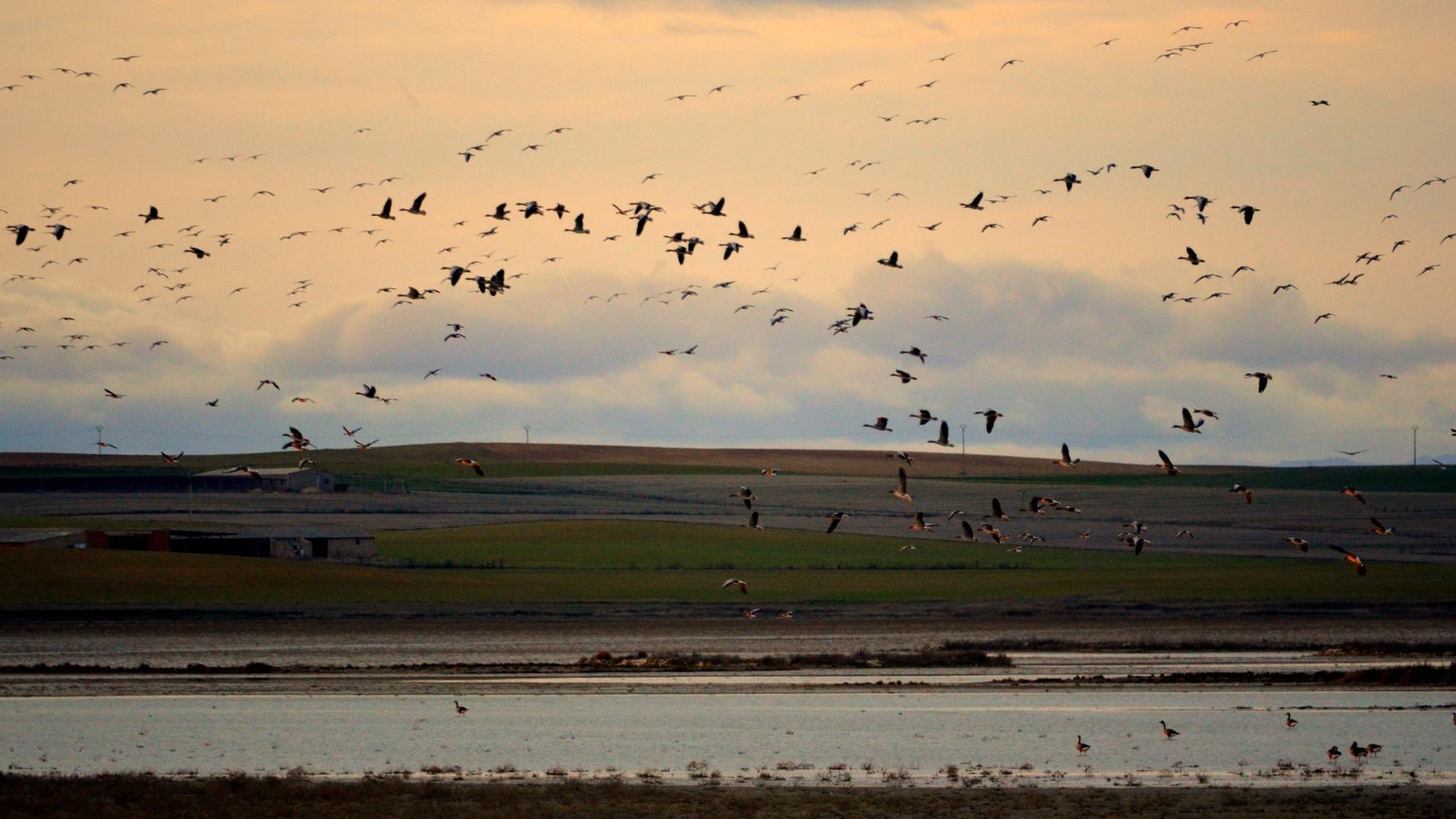 Las Lagunas de Villafáfila, lugar de recepción de aves migratorias