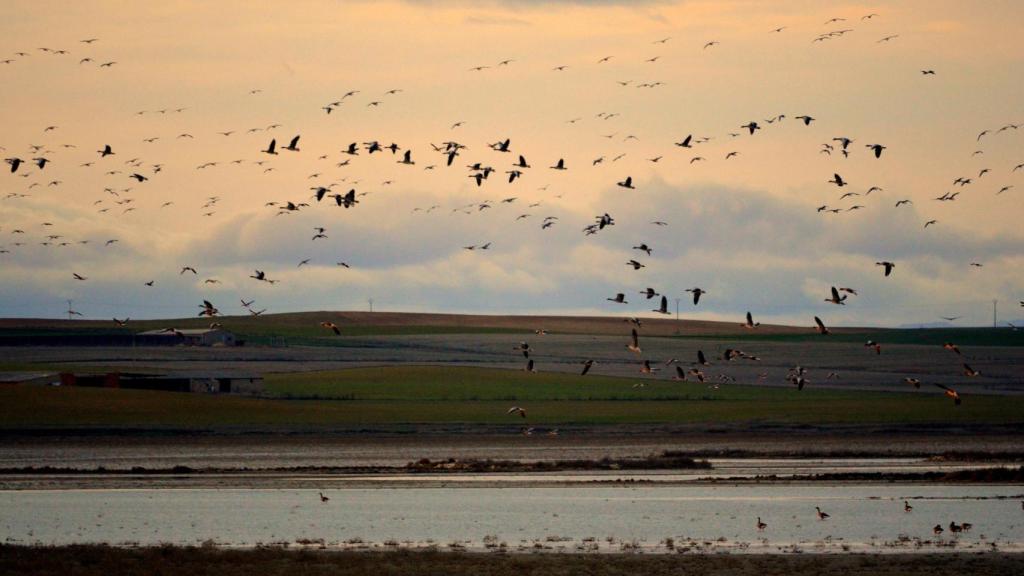 Las Lagunas de Villafáfila, lugar de recepción de aves migratorias