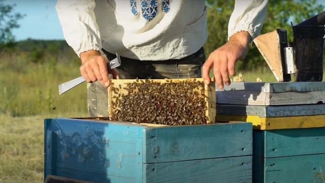 Foto: Feria Internacional Apícola de Pastrana