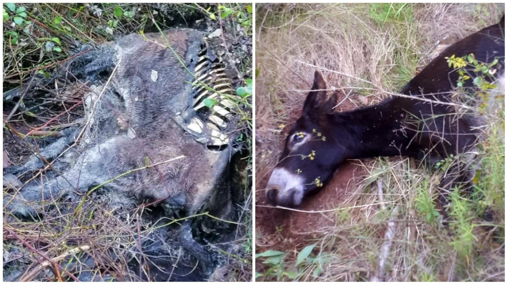 Dos de los burros antiincendios de la Generalitat Valenciana que acabaron muertos.