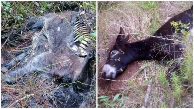 Dos de los burros antiincendios de la Generalitat Valenciana que acabaron muertos.
