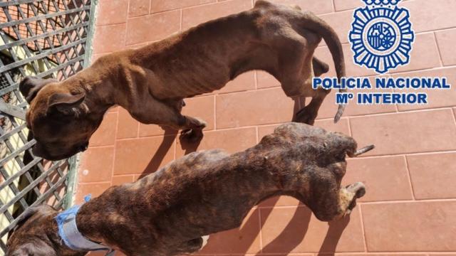 Los perros desnutridos y en situación de abandono en la azotea.