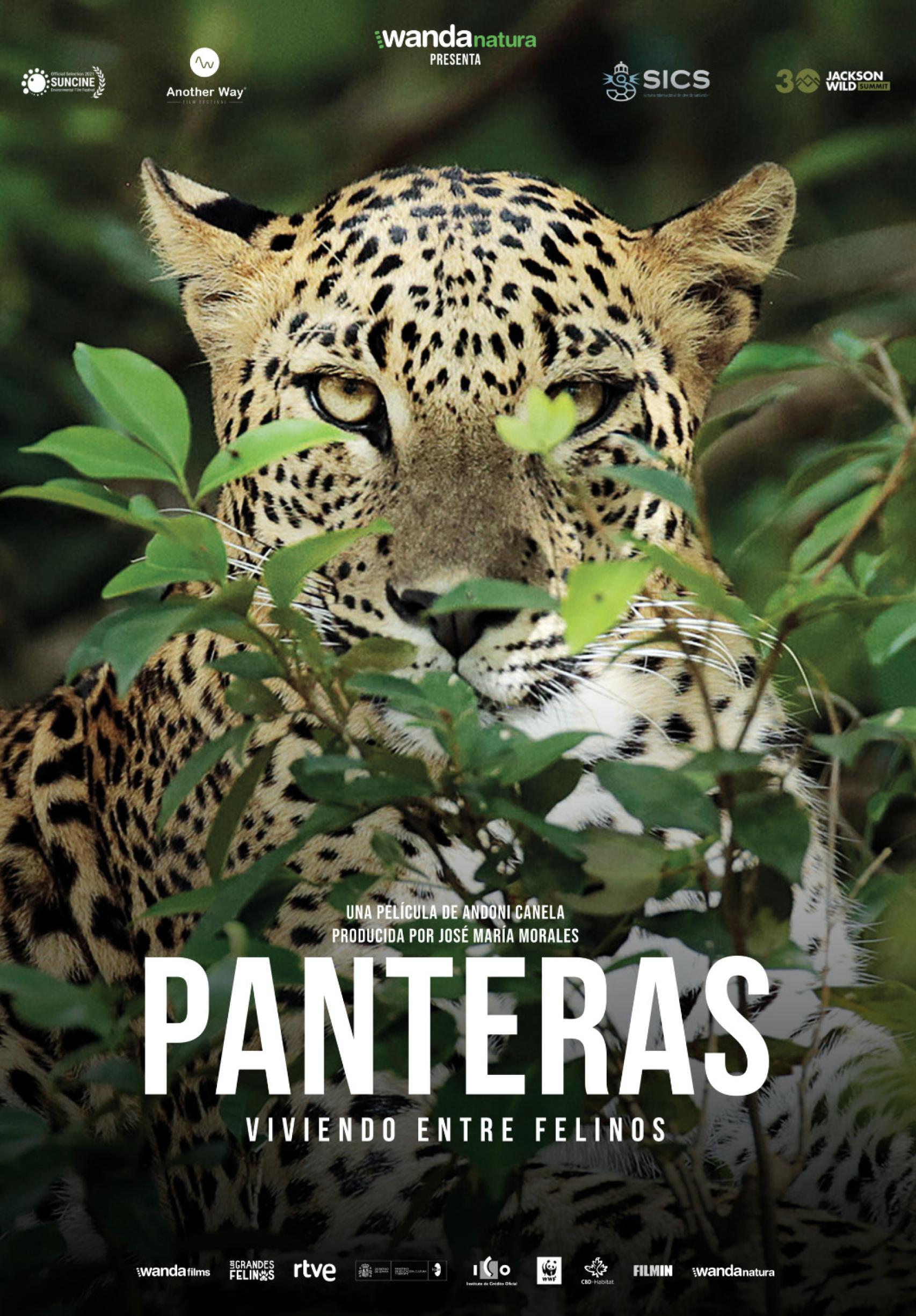 Cartel de 'Panteras, viviendo entre felinos'.