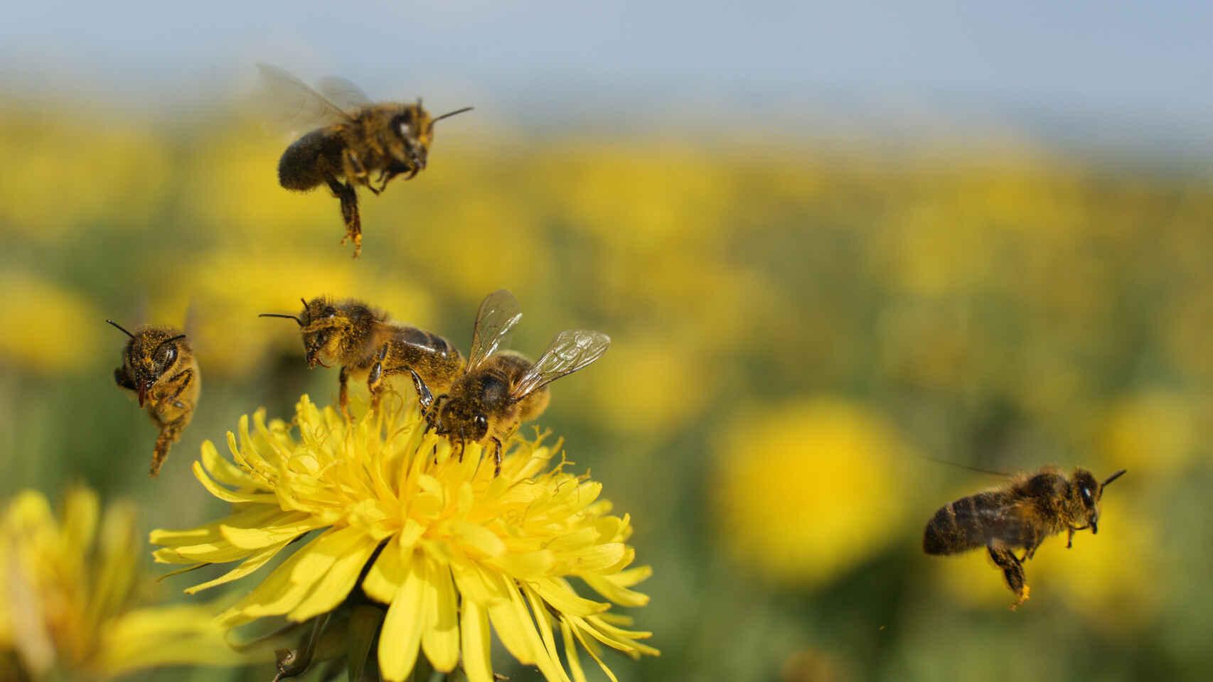 Abejas