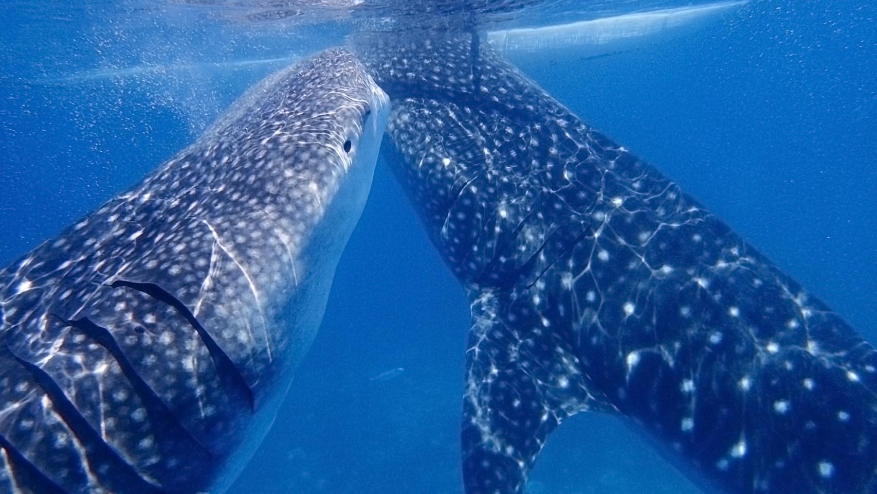 La fotógrafa del mar y los peces