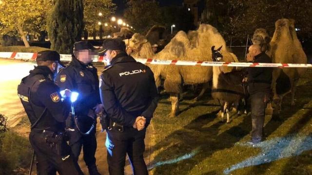 Varios agentes, junto a los animales.