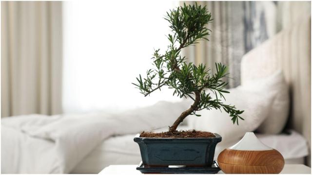Bonsái, plantas.