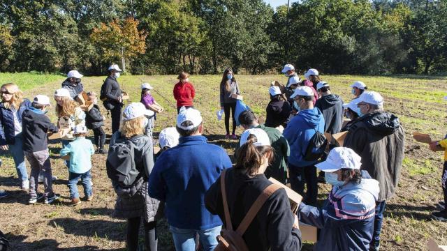 Reforestación en Ameis, Cambre.