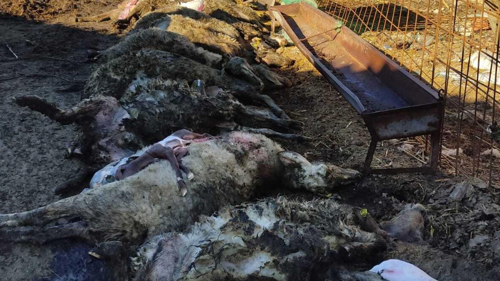 Imágenes del ataque de lobos en Revellinos de Campos