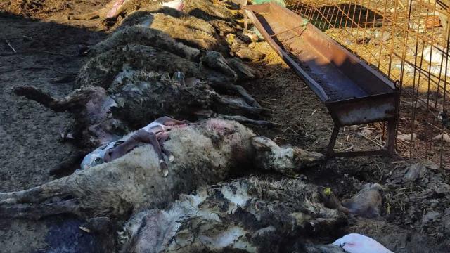 Imágenes del ataque de lobos en Revellinos de Campos