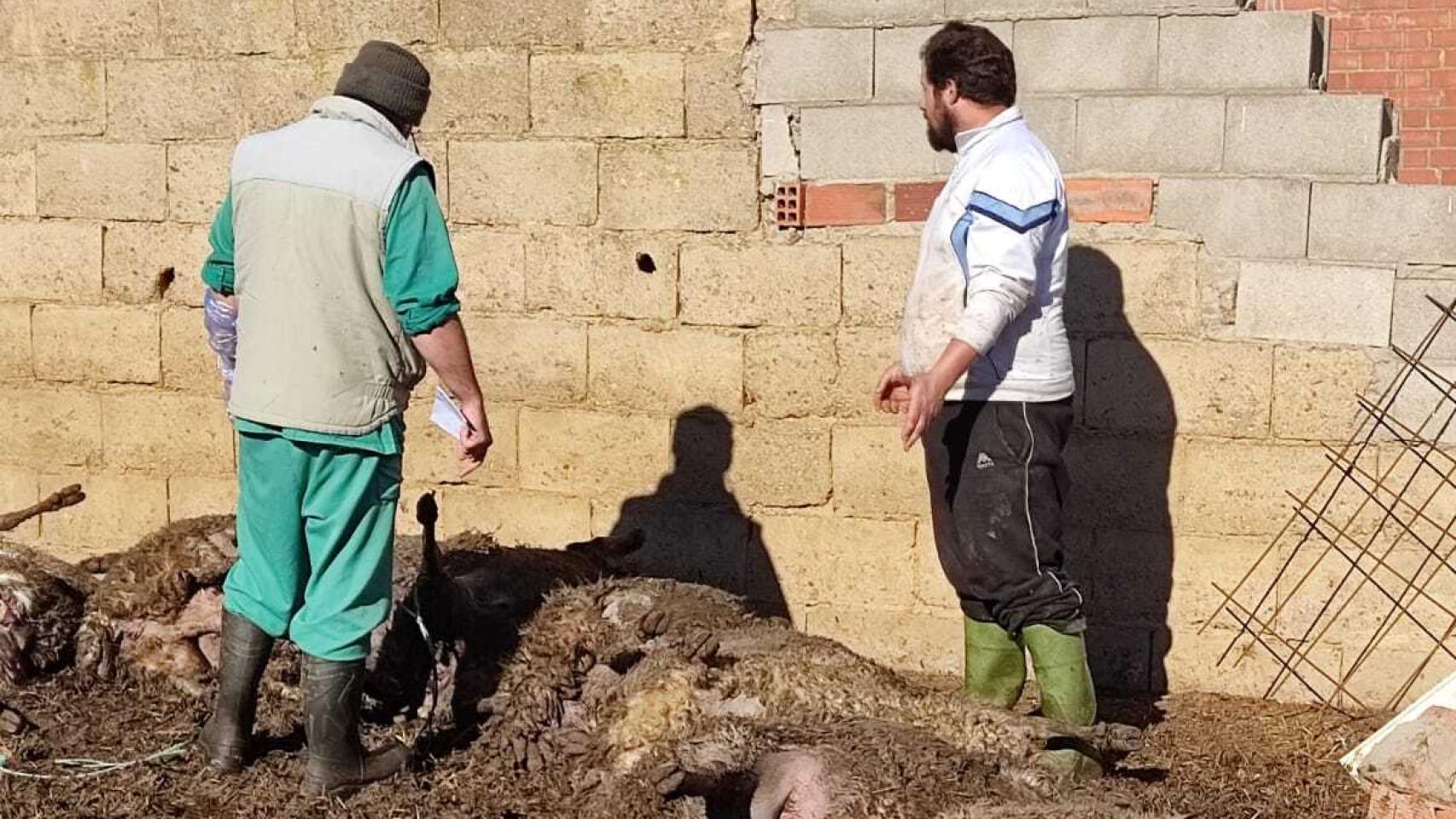 Ignacio Carricajo observando su ganado muerto tras el ataque de los lobos