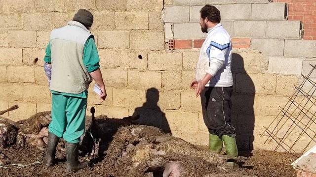 Ignacio Carricajo observando su ganado muerto tras el ataque de los lobos