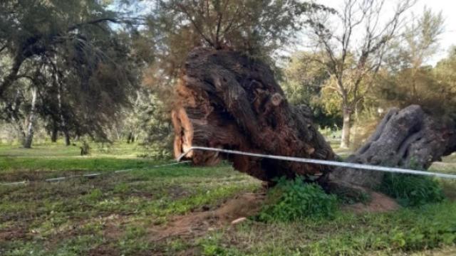 Estado del taray centenario de Toledo este domingo. Foto: Instagram de jakaubrey_mods.