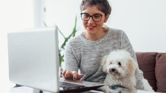 Las mejores ofertas anticipadas de Black Friday en productos para mascotas