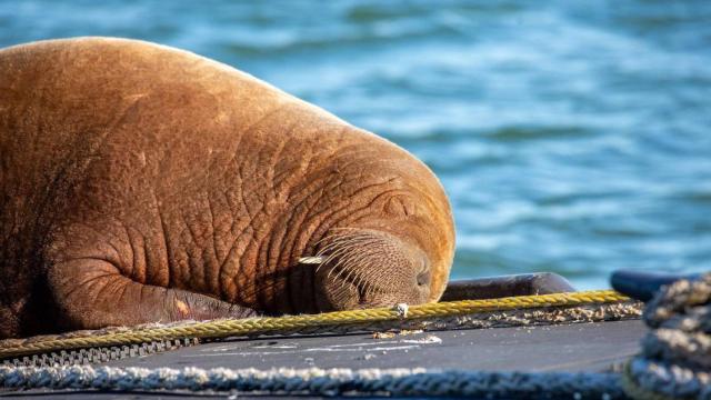 Esta morsa ha elegido la cubierta de un submarino para descansar.