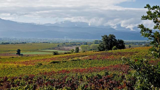 D.O. Bierzo, el logro de situarla en el mapa vinícola a nivel mundial
