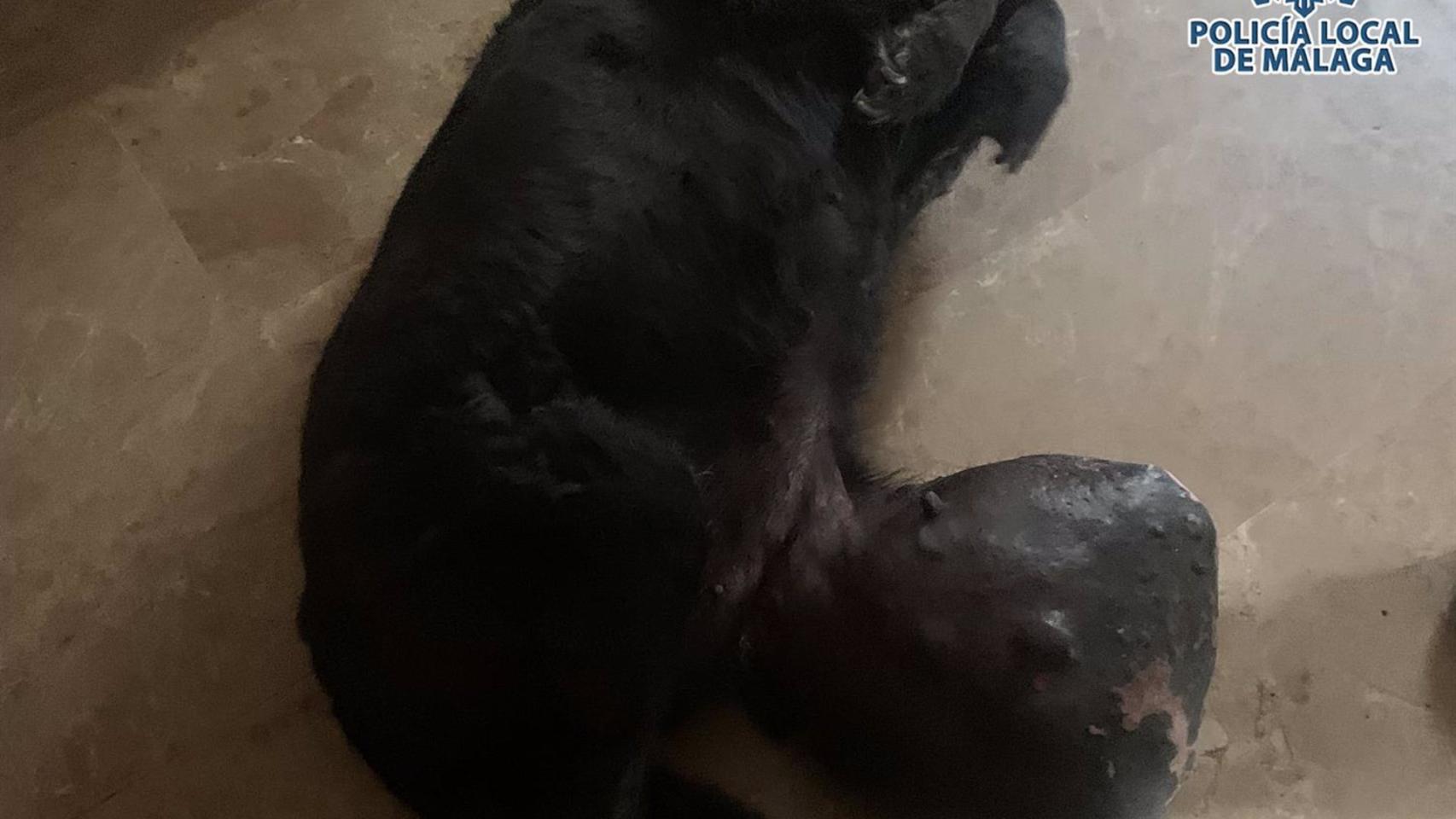 Estado en el que se encontraba el animal.