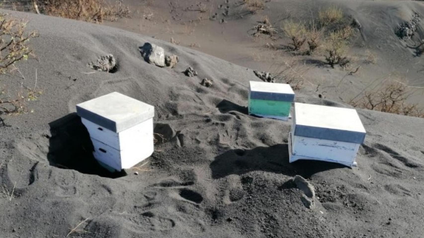 Las colmenas sepultadas por la ceniza del volcán de La Palma.