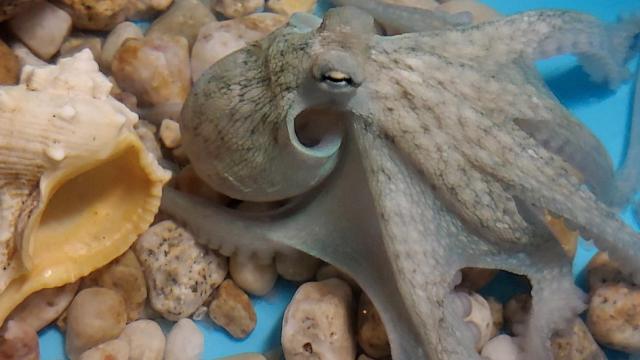 Nueva Pescanova se embarca en una operación histórica: recuperar el pulpo gallego