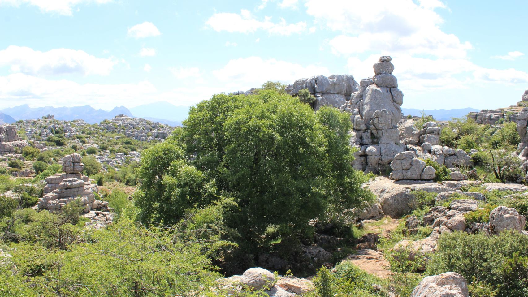 Este árbol es el único punto de sombra en gran parte del Torcal.