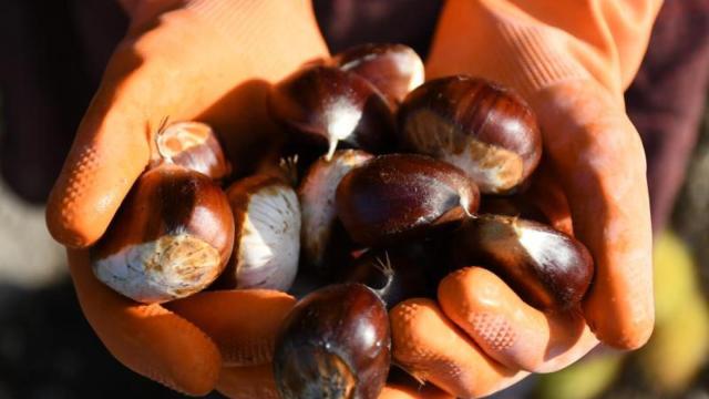 Castañas de Jubrique.