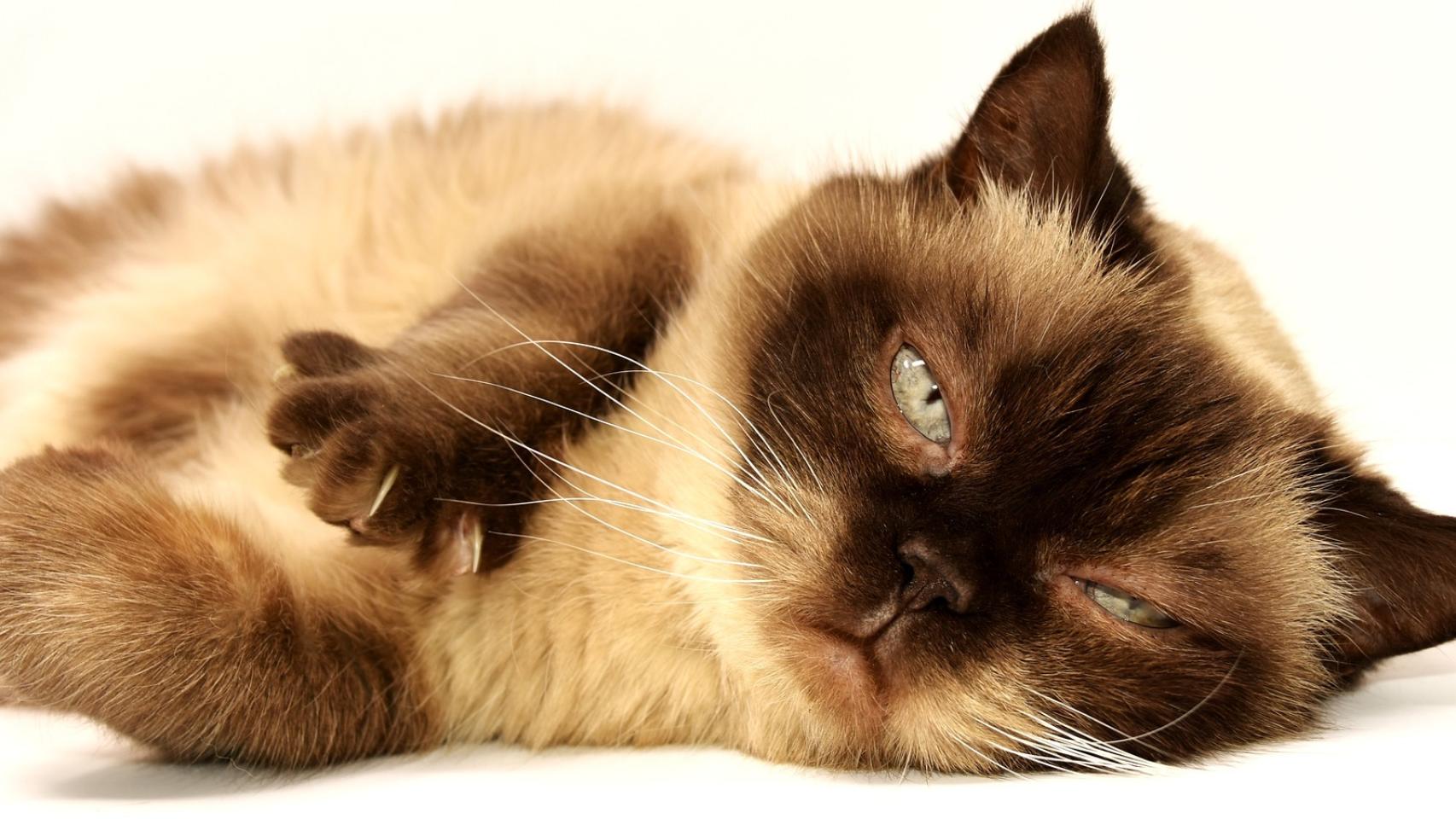 ¿Cómo cepillar a un gato?