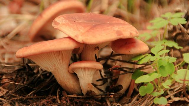 Níscalos en el campo.