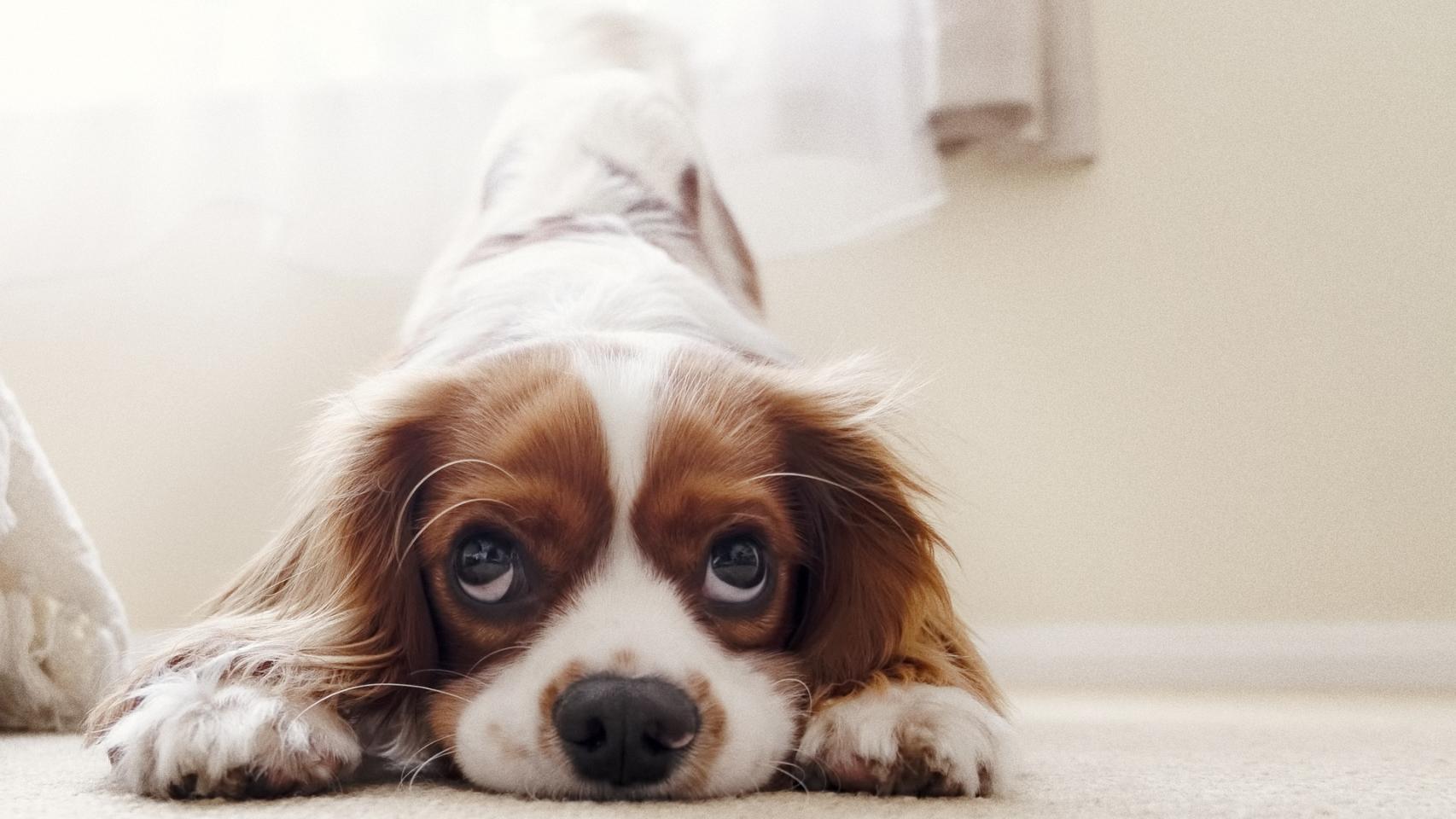 Estas son las razas de perros de terapia