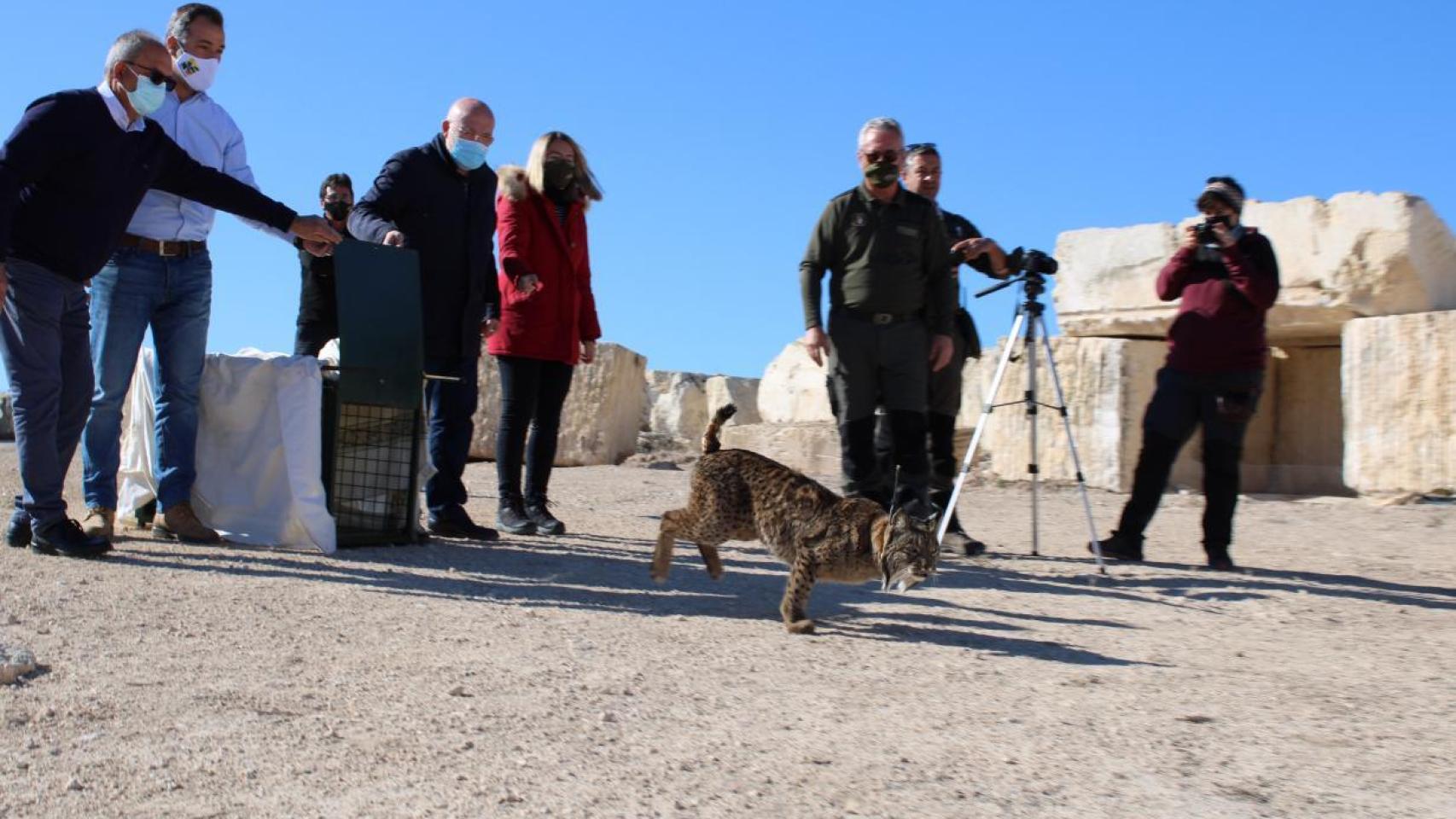 Castilla-La Mancha vuelve a convertirse en tierra de linces ibéricos