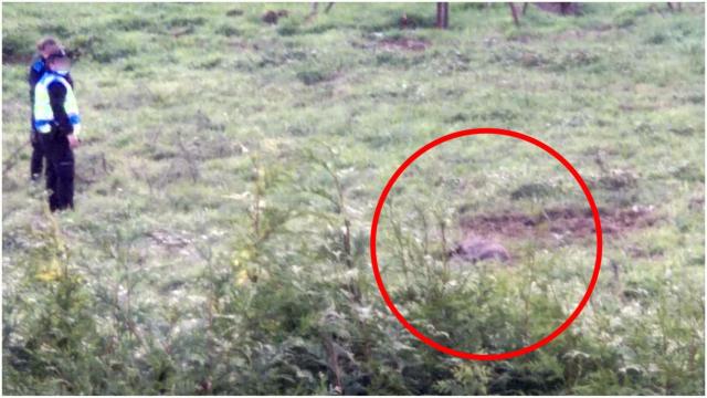 El jabalí en Oleiros (A Coruña).