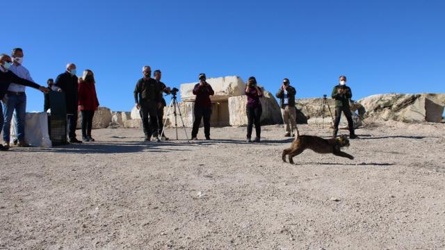 Suelta de un lince en la provincia de Albacete.