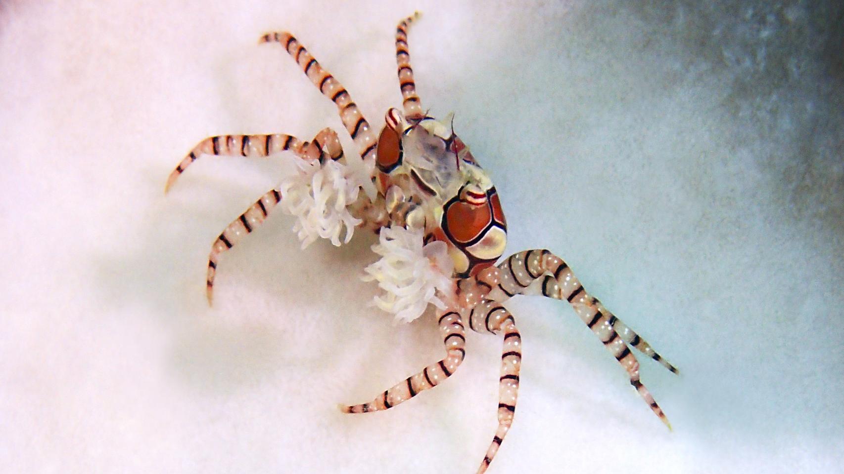 La fotógrafa del mar y los artrópodos