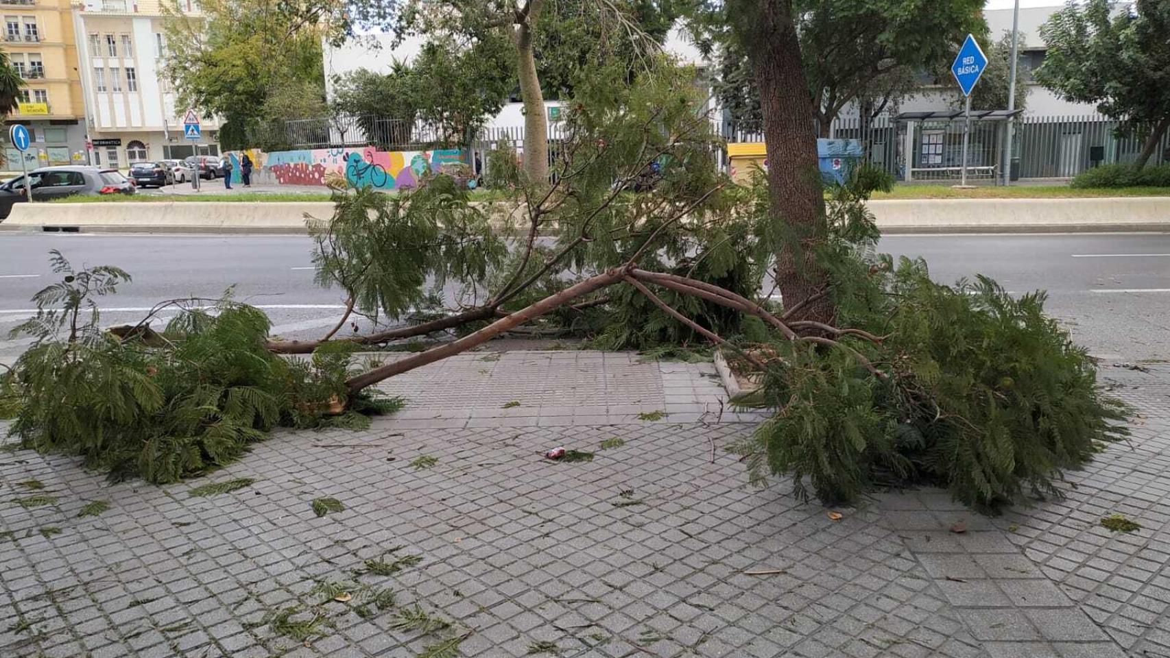 Efectos del viento en un árbol