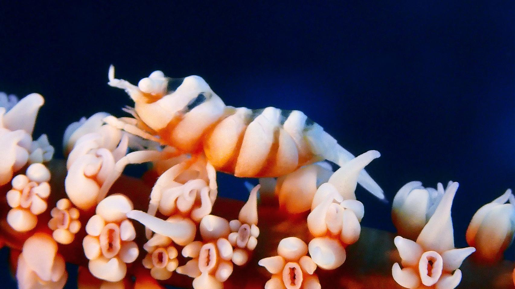 La fotógrafa del mar y los artrópodos 2